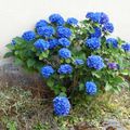 Hortensias bleus du jardin