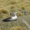 Ouette de Magellan (Chloephaga picta)