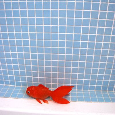 Nouvelle maison, nouvelle vie