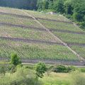 Le vignoble Lutz / Weingut Lutz