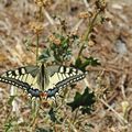 Le Machaon.