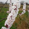 Fleurs de printemps