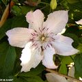 Une clématite à grandes fleurs d'intérêt estival