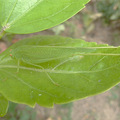 La sauterelle verte