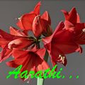 Christmas Lilly - Amaryllis belladona (Red Lion)