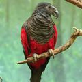 Un perroquet originaire de Nouvelle-Guinée, surnommé « Dracula »