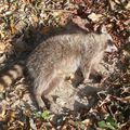 raccoons are dead