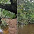 24 juin : les bords de l'Eyre à Mios