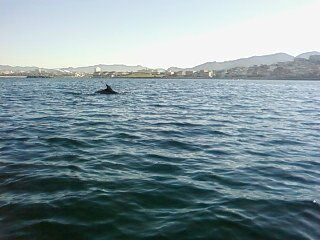 les dauphins de méditerranée (sortie l'asptt aviron de mer vers la pointe rouge)