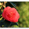 Camélia rose