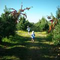 Une pomme pour la soif