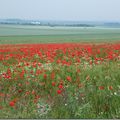 Coquelicots