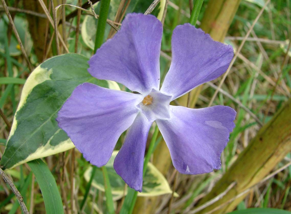 2010 250a
