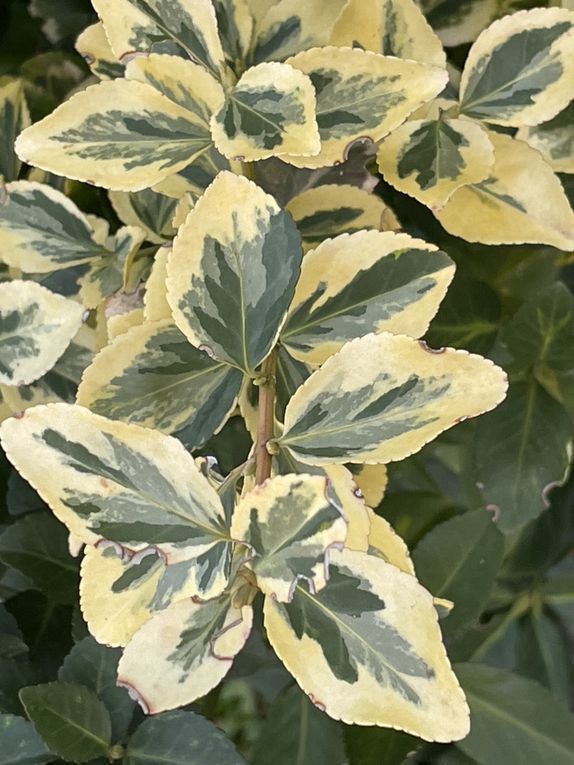 Mardi 04 novembre 2025: mes photos datent d'hier, les oiseaux avant la tonte , Dernière tonte , les fleurs bravent novembre, pause et silence contemplatif , les nuages pardessus le toit de ma cabane de jardin , mon diapo s'en suit ...