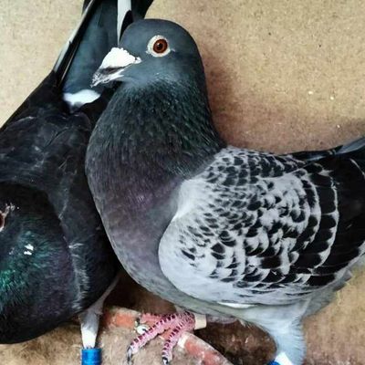 arrivées du concours la souterraine Calc  (522 kms) du 25 mai