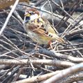 Le moineau , passereau granivore