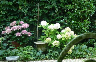 I love Hortensias !