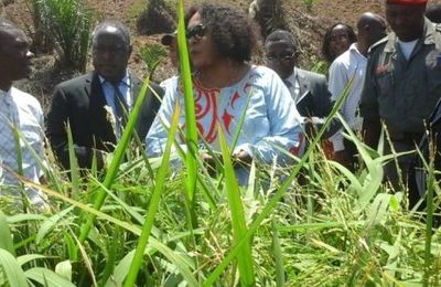 Le MINRESI pour la préservation de l’écosystème marin par la culture du riz de mangrove