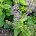 La Sauge des prés (Salvia pratensis)