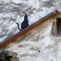 La chatte noire de Valleraugue cherche son copain roux qui dort - ne le répetez pas, svp ! merci