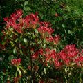 Pieris japonica 'Forest flame'