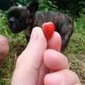 Fraises des bois