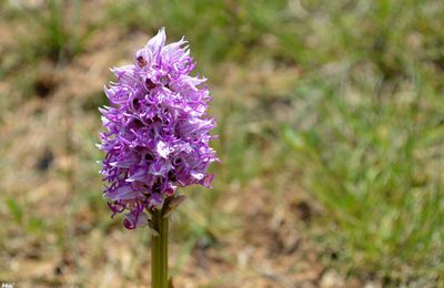 [Drôme] à la chasse aux orchidées sauvages