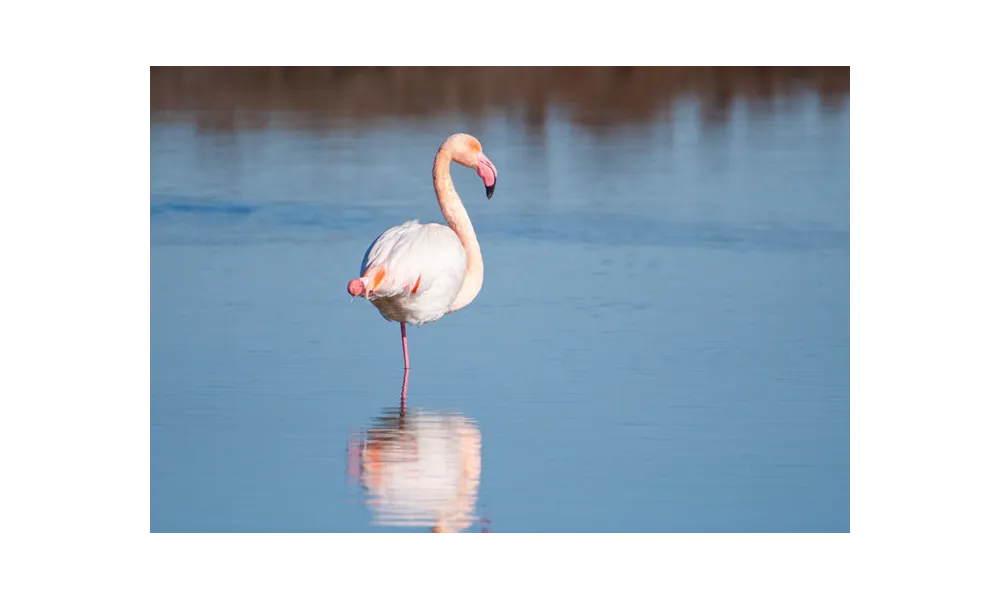 Flamants roses