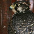 L'oeil du faucon * Falcon's eye