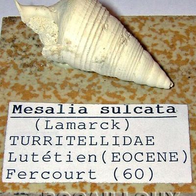 MESALIA SULCATA 2