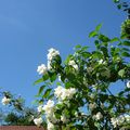 LE BOUQUET DU VENDREDI... (OU LES BOUQUETS DE SERINGATS !)