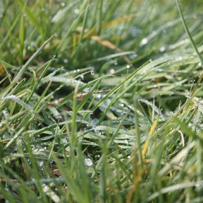 BONZAÏ - Il n'est jamais trop tard !