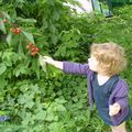 Toison d'alpaga et premières cerises