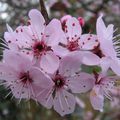 Spring in the cherry tree...