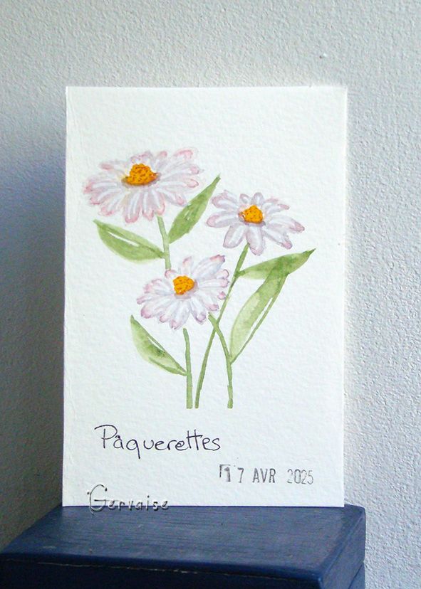 29 Paquerettes