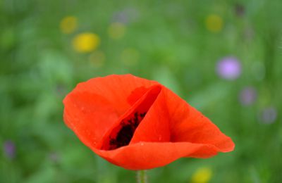 Le coquelicot (Papaver rhoeas) 