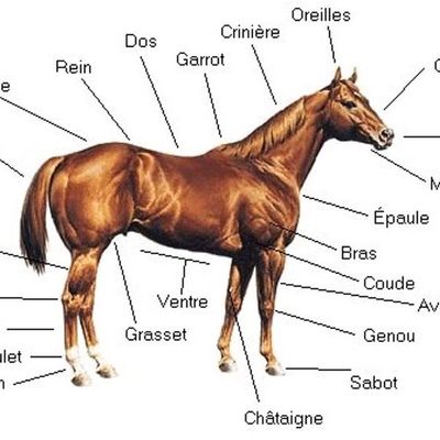 LA MORPHOLOGIE DU CHEVAL .