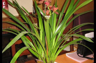 Cymbidium