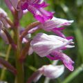 Orchis militaris L., 1753