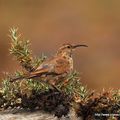 Upucerthie des buissons (Upucerthia dumetaria)