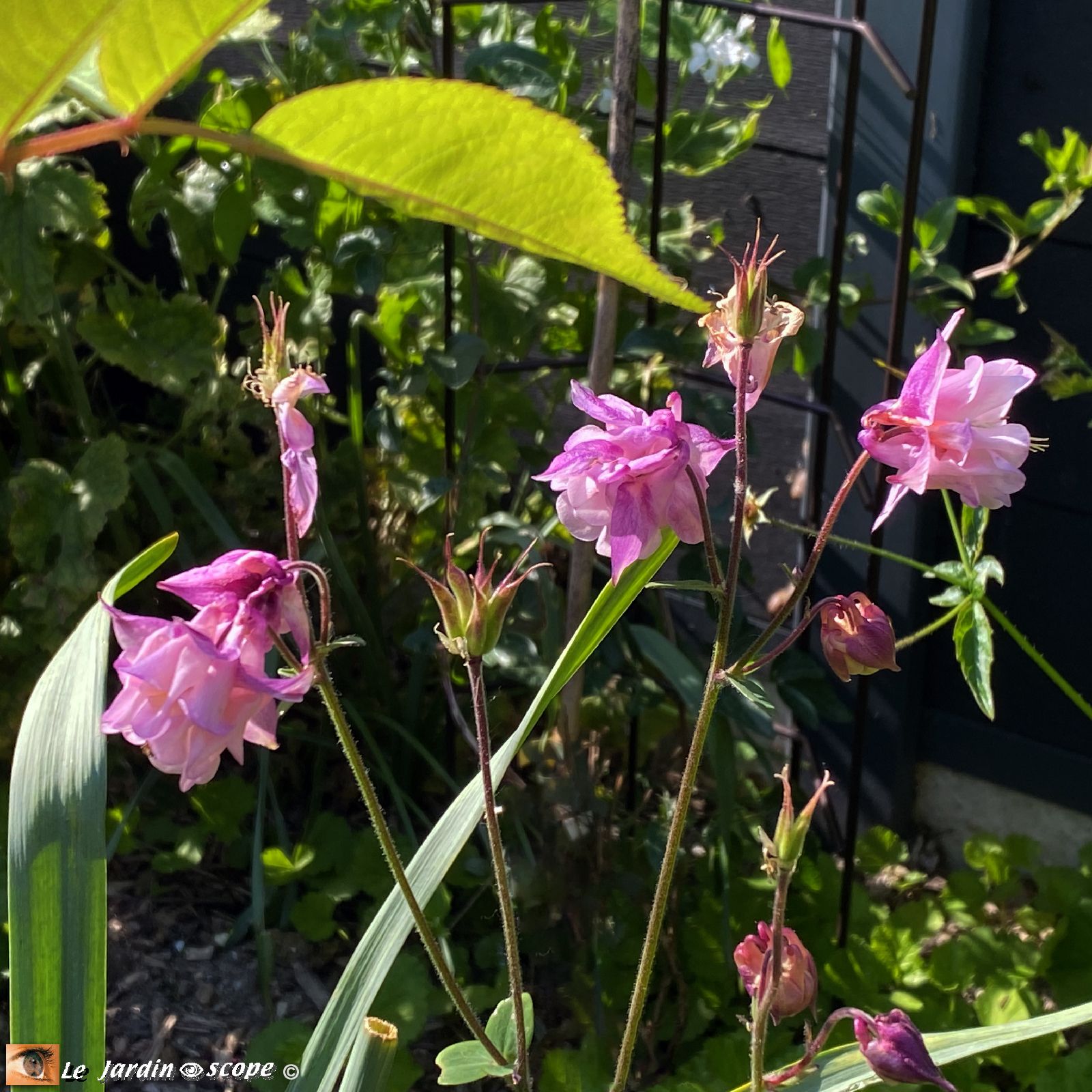 Ancolies Aquilegia