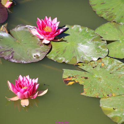 Domaine de Falgos - Zen