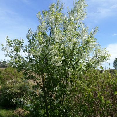 Prunus padus ( arbre à clochettes )