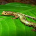 Un champignon parasite décime les amphibiens !