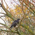 buse variable (buteo buteo)