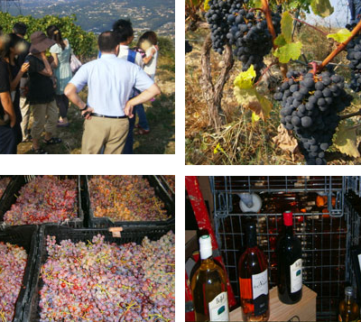 ニースのワイン ベレのワイナリーを見学するツアーです　