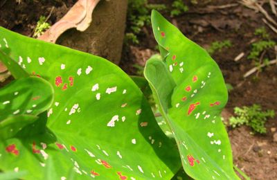 Des plantes exotiques…bizarres vues au Laos