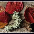 feuillage rouge et lichen- 14-11-21