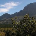 Royaume floral de Jonkershoek