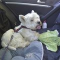 Igor, notre petit toutou d'amour, s'est fait des souvenirs en Franche Comté
